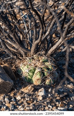 Horse crippler or devil's pincushion cactus (Echinocactus texensis) in the Texas Desert in Big Bend National Park Royalty-Free Stock Photo #2395454099