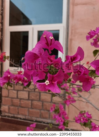 Bougainvillea or Paper Flower Plant close up 