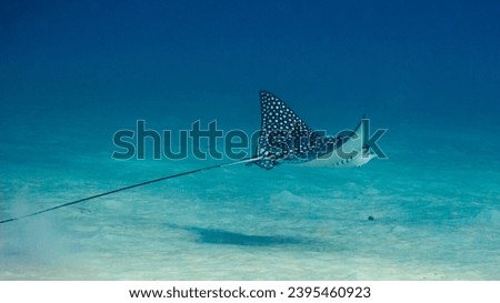 Eagleray above sandy bottom on a dive in the Caribbean