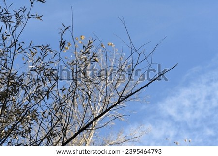 treetops on blue sky background in sunny autumn day