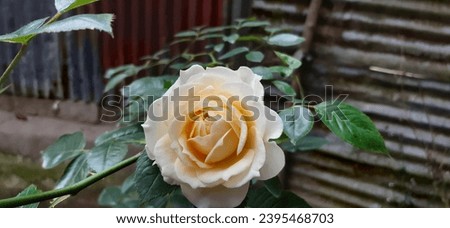  A closeup focused rose picture