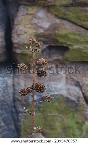 Natural still life of simple, dried century plant agave contrasted against hard texture of rock suggests balance and harmony; location is Mt. Lemmon, Tucson, Arizona 