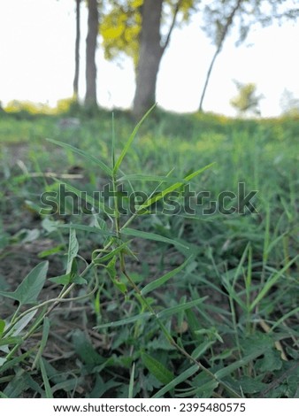 Grass picture, beauty and nature