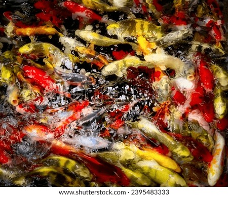 Slow shutter speed photograph of small Koi carp in a fish farm