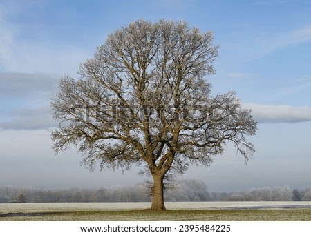A large oak tree pictured in December. The surrounding farm field has frosted over in this seasonal winter image.