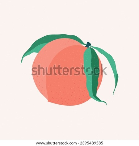 Peach Fruit, minimalistic illustration. Botanical elements for design.