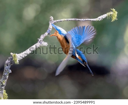 Kingfishers in Shropshire England UK