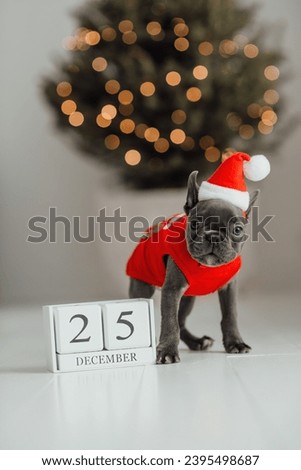 Cute young french bulldog puppy with blue eyes with Xmas wooden cube calendar in holiday Christmas setting. Happy stylish adorable pet doggy celebrating New Year winter vacations at home