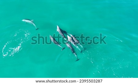 Dolphins Swimming At San Diego In California United States. Wildlife Scenery. Wild Sea Animals. Dolphins Swimming At San Diego In California United States.