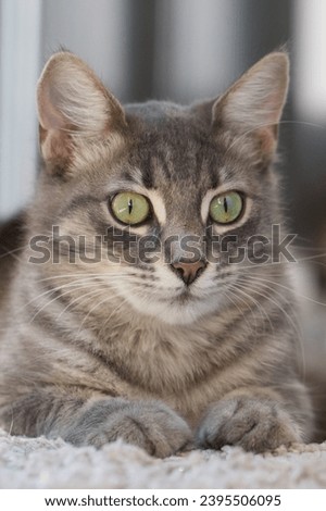 Cute cat pet with green eyes sitting indoor 