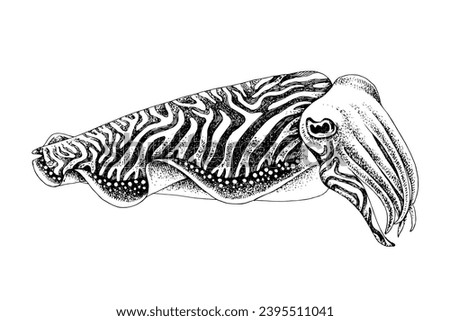 Cuttlefish hand drawn vector illustration