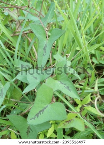 Ipomoea marginata (Desr.) Verdc. Twining herb; stem densely villous, brown. Leaves alternate, ovate-cordate, triangular, 4 - 5.7 x 2 - 5.5 , cordate, hastate at base, entire at margin, acute-acuminate Royalty-Free Stock Photo #2395516497