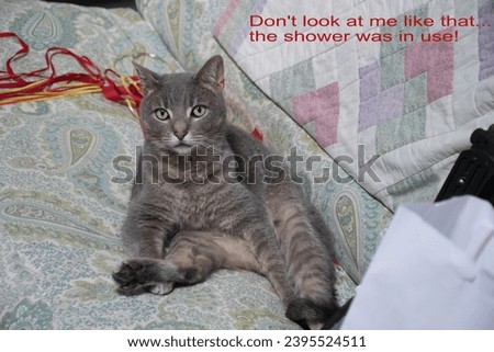 A captioned photo of a cat interacting in a humorous way with his surroundings. 