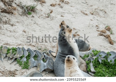 baby puppy australian sea lion on whale bones in kangaroo island