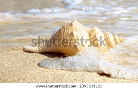 Sea shell, sink cartoon set. Ocean exotic underwater seashell conch aquatic mollusk, sea spiral snail, Tropical beach shells nature aquatic water flat design 