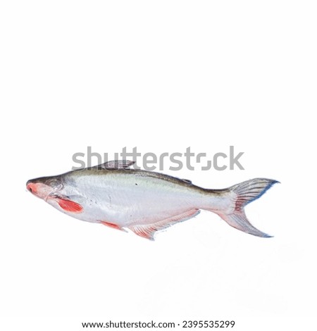 Pangasius pangasius fish on the beautiful background 


