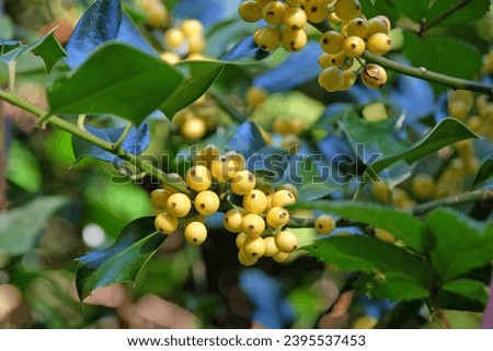 The yellow berries of the Ilex aquifolium 'BacciflavaÕ, yellow berried holly bush.  Royalty-Free Stock Photo #2395537453