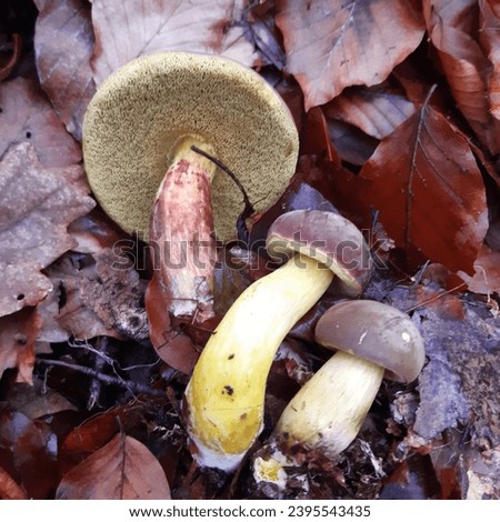 Imleria badia, commonly known as the bay bolete, is an edible, pored mushroom found in Eurasia and North America, where it grows in coniferous or mixed woods on the ground or on decaying tree stumps