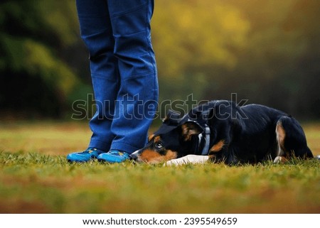 Dog lies near the owner's feet before an exercise during obedience  training. Royalty-Free Stock Photo #2395549659
