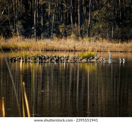 The freshwater marsh on the causeway Royalty-Free Stock Photo #2395551941