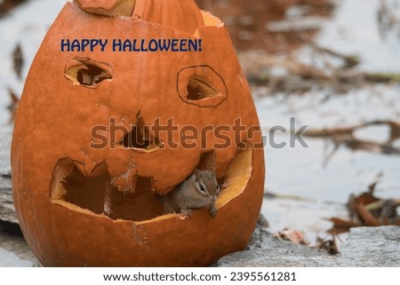 A funny Halloween photo with caption.