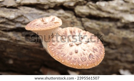 Dryad's saddle mushroom growing on log in forest Royalty-Free Stock Photo #2395561507