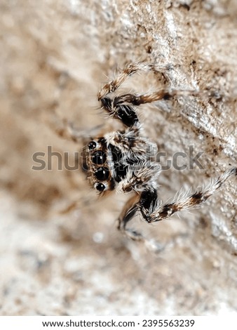 Jumping spider posing on the wall for a picture. 