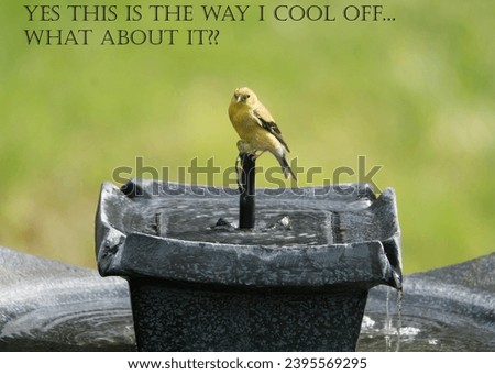 A funny captioned photo of a bird on a fountain.