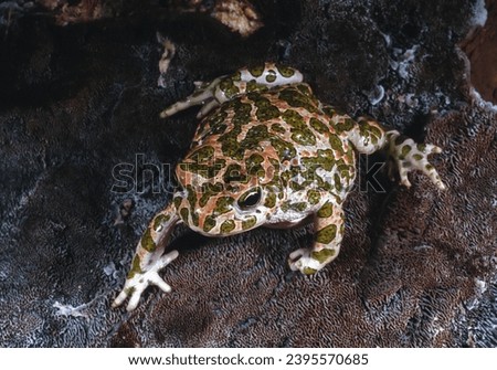 European green toad (Bufotes viridis), the most common amphibian species in southern Ukraine, decreasing in number Royalty-Free Stock Photo #2395570685