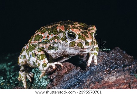 European green toad (Bufotes viridis), the most common amphibian species in southern Ukraine, decreasing in number Royalty-Free Stock Photo #2395570701