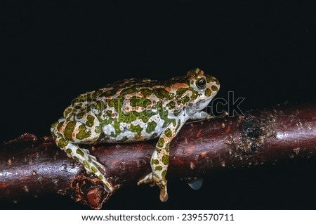 European green toad (Bufotes viridis), the most common amphibian species in southern Ukraine, decreasing in number Royalty-Free Stock Photo #2395570711