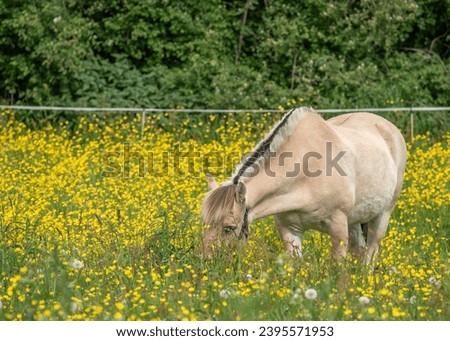 Brown horse walking in the yellow flower meadow 