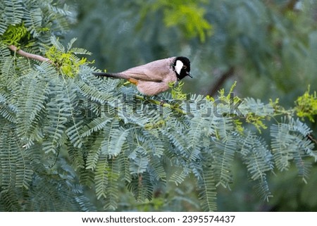 white eared bulbul on a twig looking down  Royalty-Free Stock Photo #2395574437