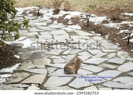 A captioned photo of a rabbit waiting for spring on a patio.
