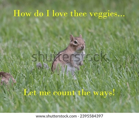 A cute captioned photo of a chipmunk eyeing a vegetable garden.