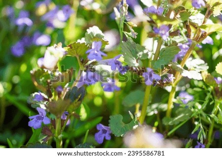 Glechoma hederacea, creeping charlie, alehoof, tunhoof, catsfoot, field balm in the spring on the lawn during flowering. Blue or purple flowers used by the herbalist in alternative medicine Royalty-Free Stock Photo #2395586781