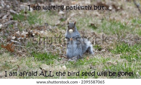 A photoshopped funny funny photo of a squirrel during covid.