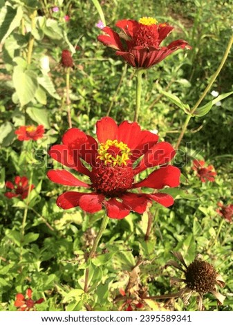 Zinnia elegans, also known as mystical rose or common zinnia, with beautiful, colorful and striking inflorescences, is an annual plant that belongs to the Asteraceae family.