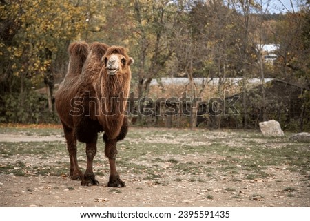 The two-humped camel, or Bactrian camel drew attention and found time in his schedule to pose with a smile on his face for a photographer at the Prague Zoo. Royalty-Free Stock Photo #2395591435
