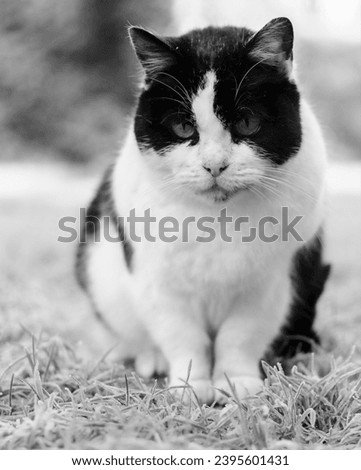 Portrait of an adult cat in black and white of a cat outdoors