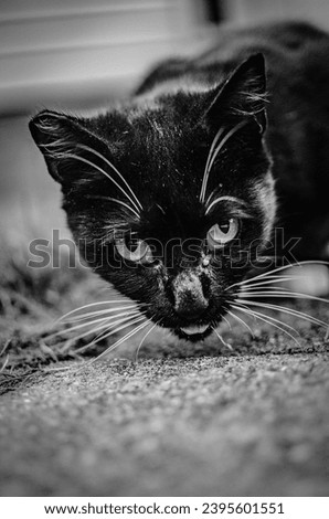 Portrait of an adult cat in black and white of a cat outdoors