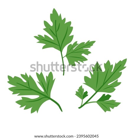 Green parsley leaves set. Cilantro leaves, raw garden parsley twig, chervil or coriander leaf collection. Vector illustration isolated on white background. Royalty-Free Stock Photo #2395602045