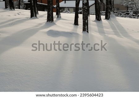 park in winter, photo shows snow, trees and shadows of trees on the snow.