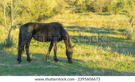 Sunset with brown horse in the field