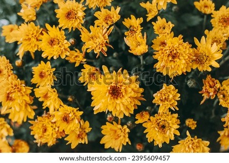 Beautiful yellow chrysanthemum flowers on a dark background. Selective focus.