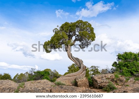 A twisted juniper tree trunk at Dragon Point in Black Canyon of the Gunnison National Park, near Montrose, Colorado, United States. Royalty-Free Stock Photo #2395610687