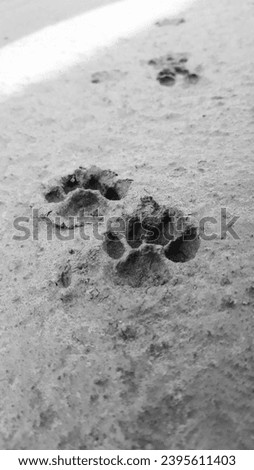 Cat prints in brown cement. background texture- black and white close up of two animal paw prints embedded in cement with copy space