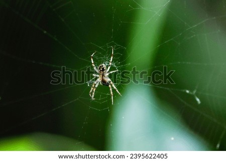 a spider on his net 