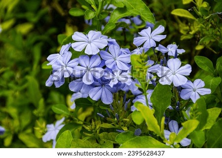 Plumbago Auriculata has the scientific name Plumbago Auriculata. It can be grown as a potted plant or ground cover. It has blue-purple tube-like flowers. The petals spread out.