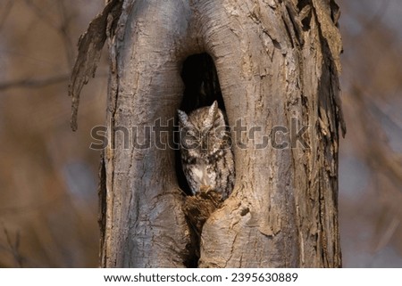 Eastern Screech-Owl in Tree Trunk